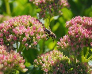 bee, insect, pollen-8233626.jpg