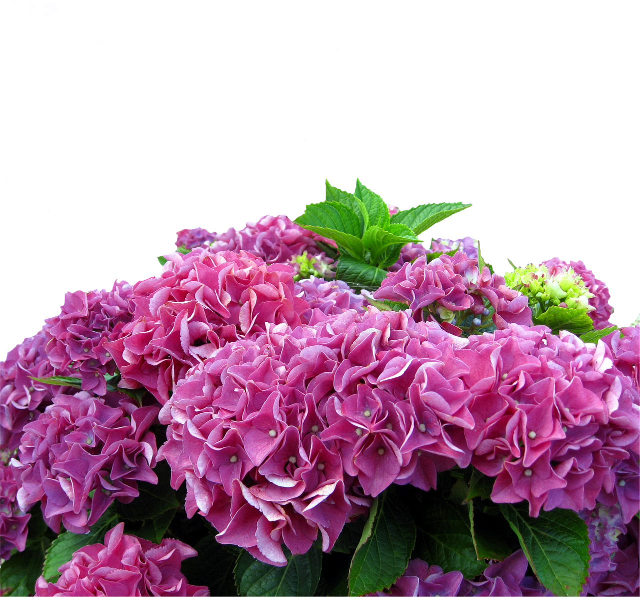 hydrangeas, flowers, nature-8235278.jpg